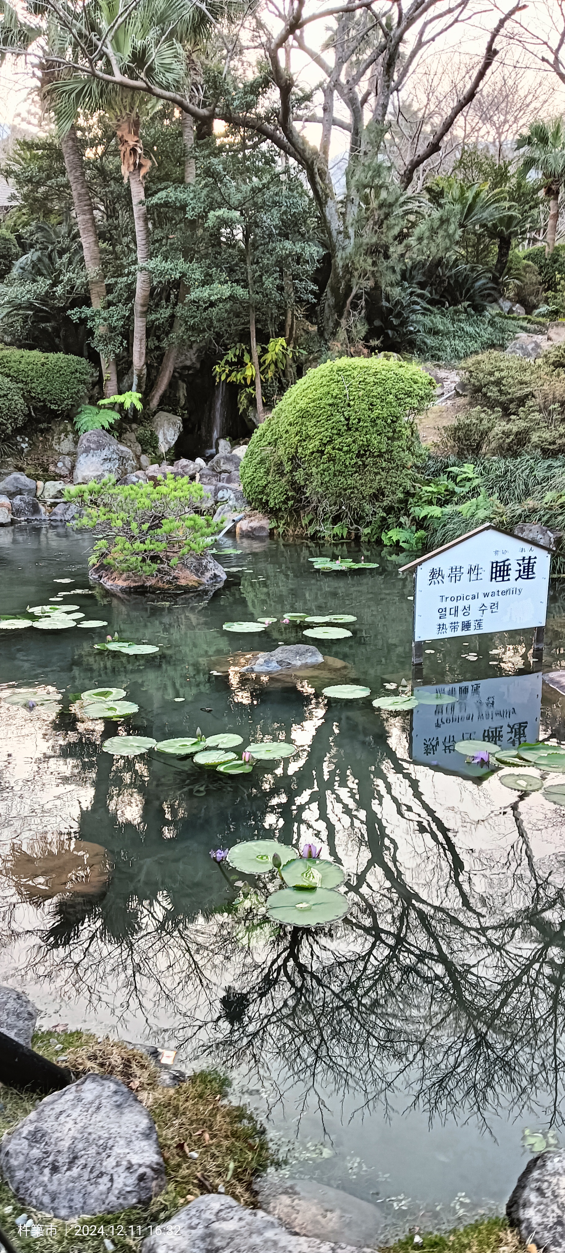 Pond of tropical waterlilies inside the Umi Jigoku grounds, kept alive through the winter by the heat of the thermal water