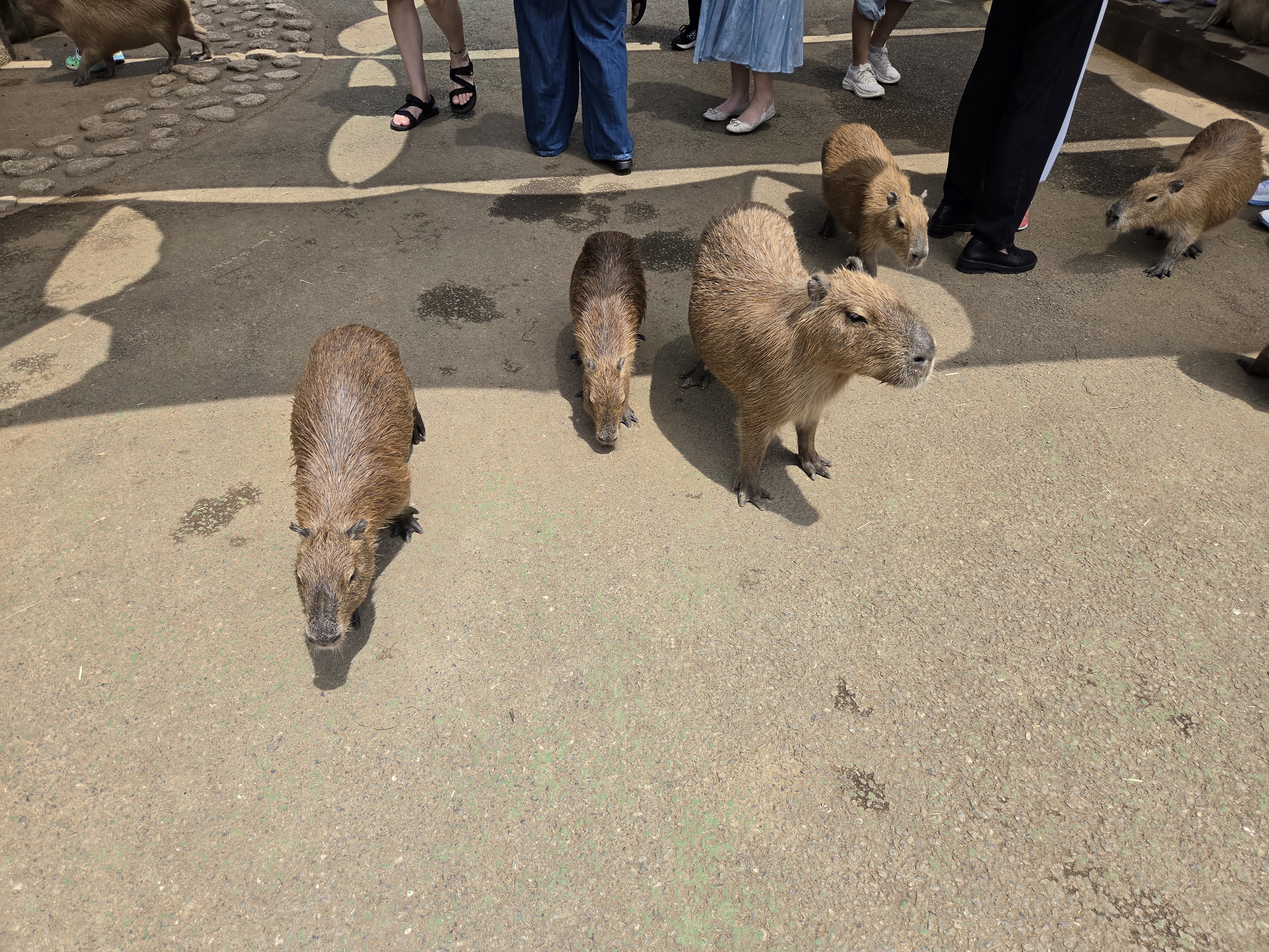 Group of capybaras walking among visitors in the contact area of Izu Shaboten Park