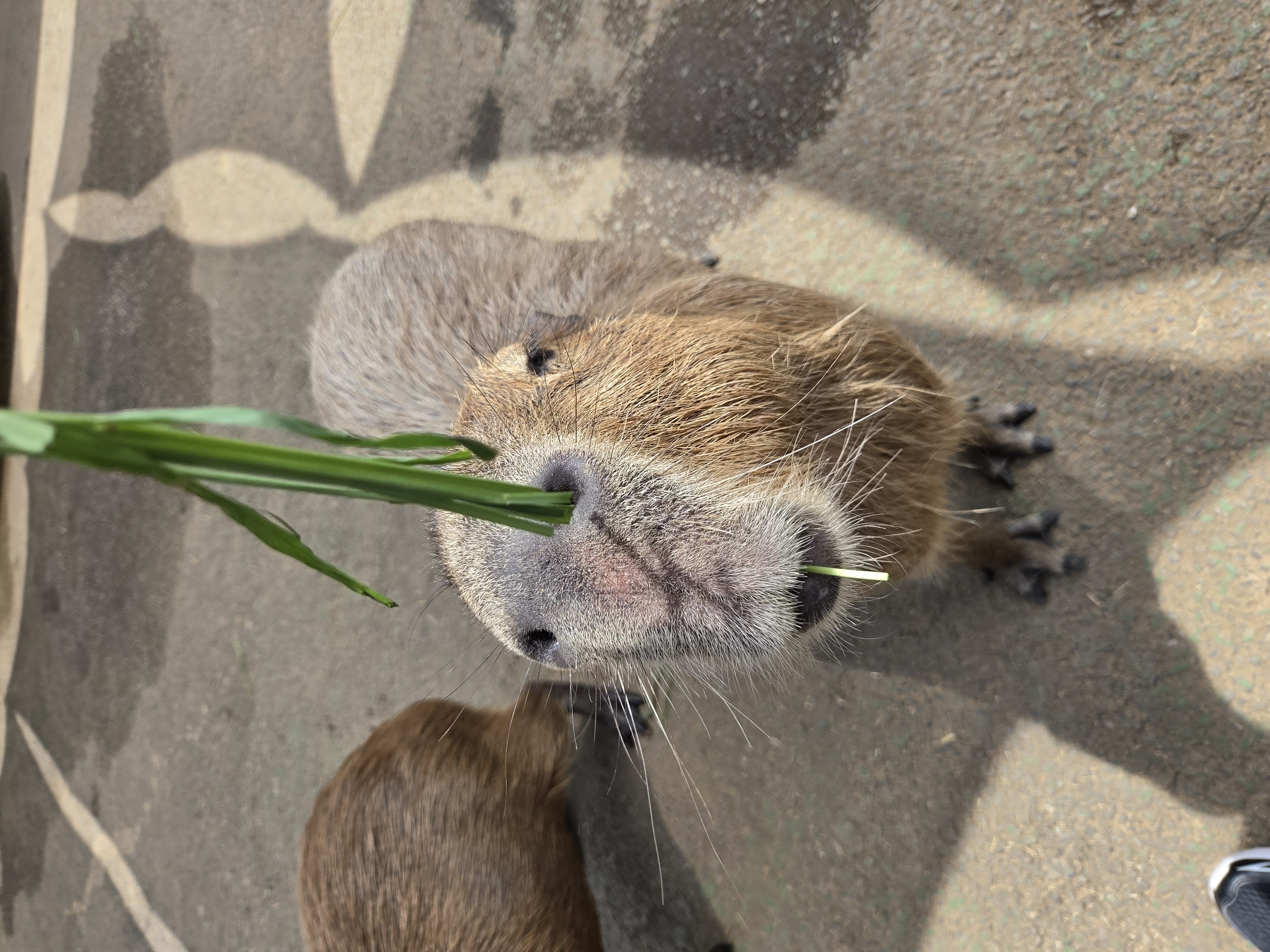 Capybara looking at the camera while eating grass directly from a hand, nose close up
