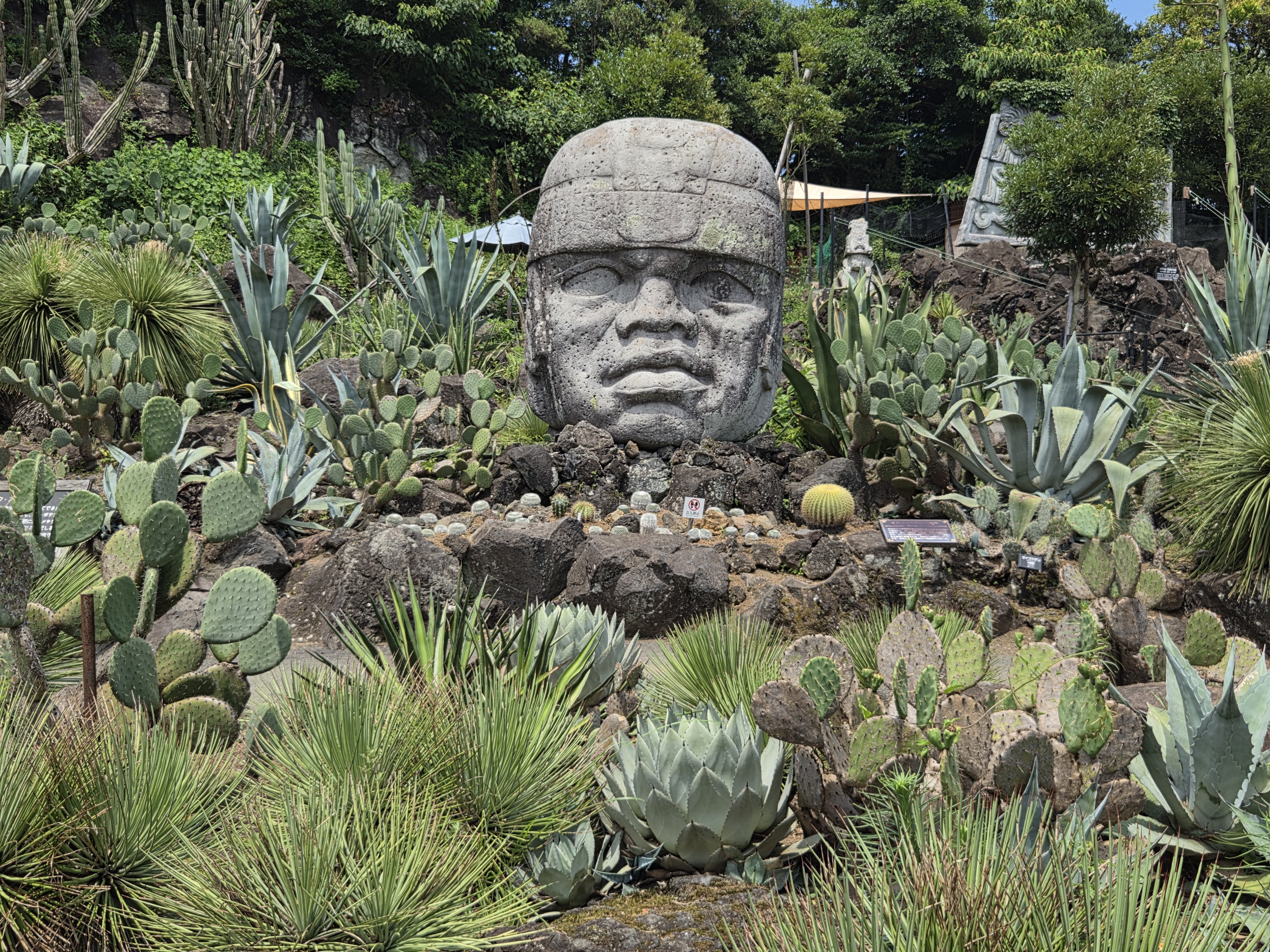 Olmec head surrounded by prickly pear cacti, agaves and columnar cacti in Shaboten Park's cactus garden