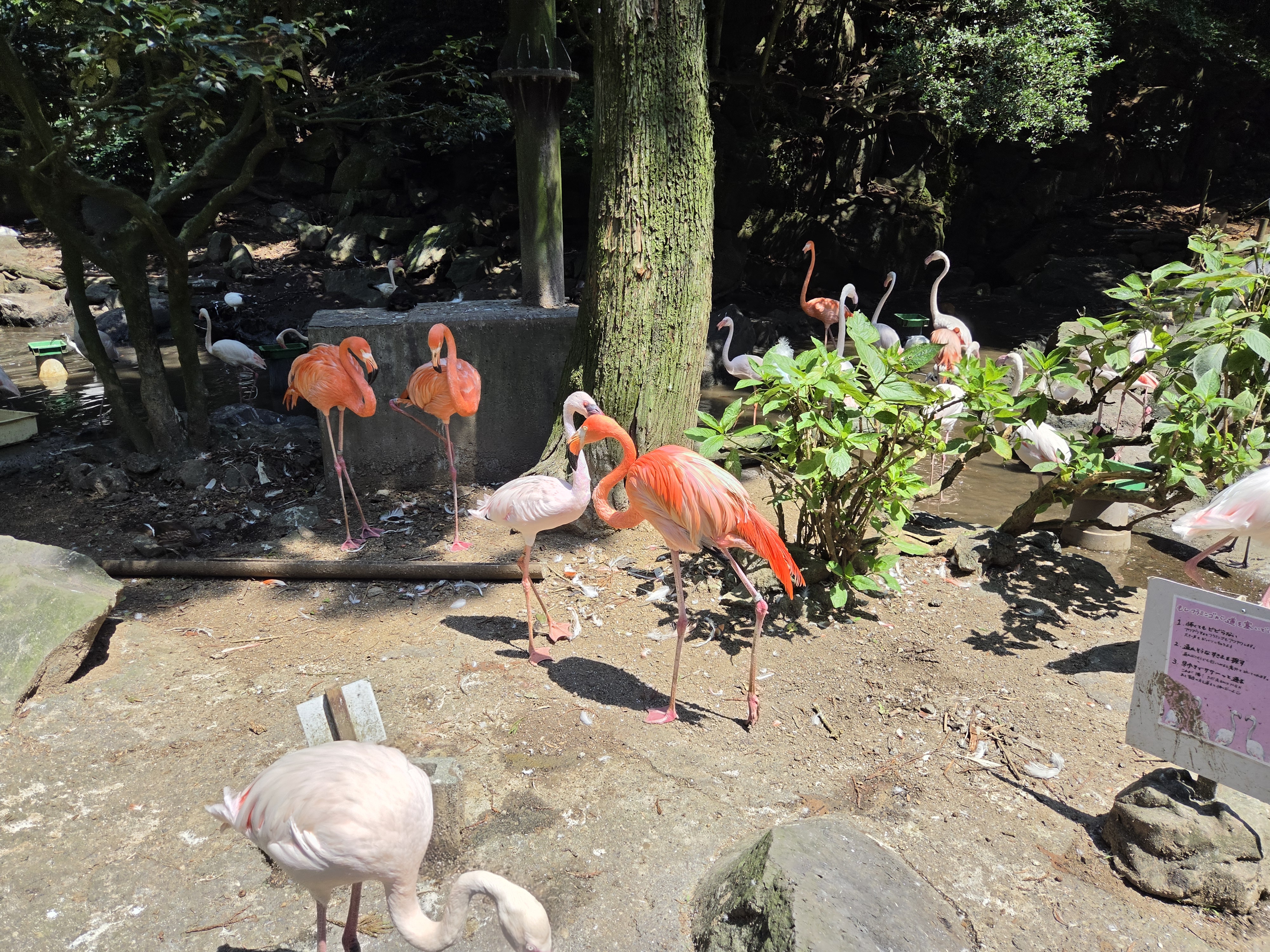Pink and white flamingos in the pond at Shaboten Park
