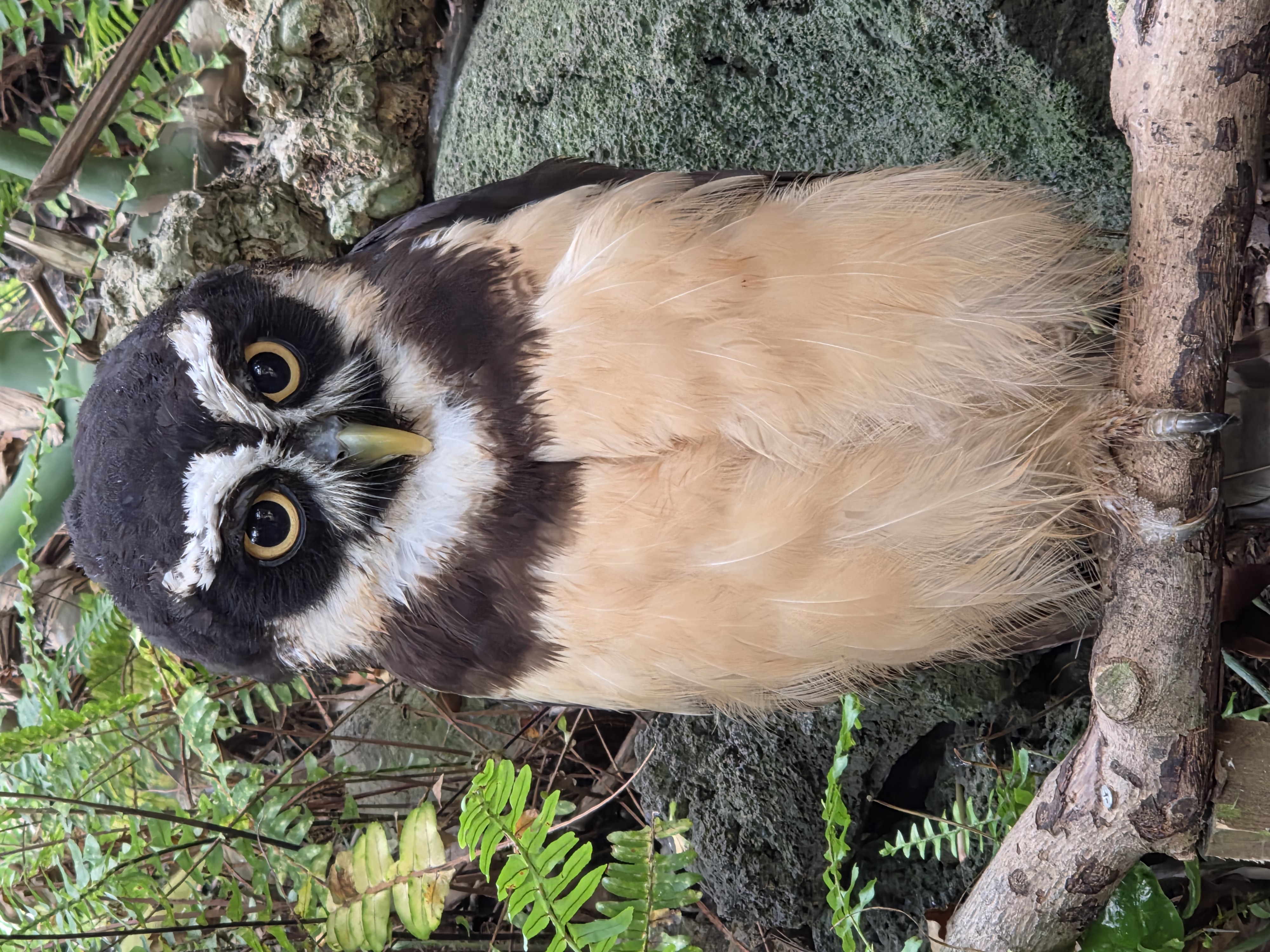 Spectacled owl with large yellow eyes perched on a branch among ferns and vegetation