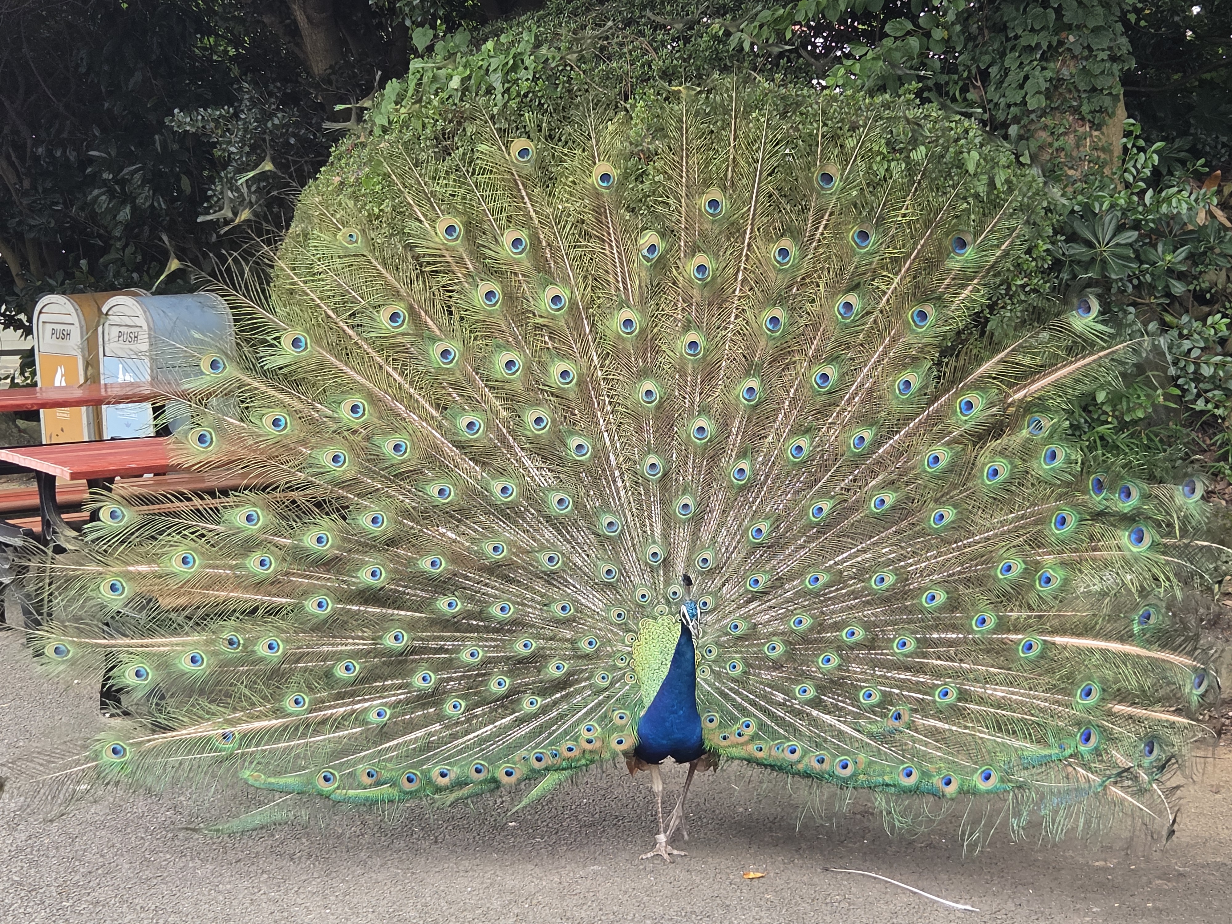 Male peacock with tail fully spread on a park path, showing all its green and blue eyespots