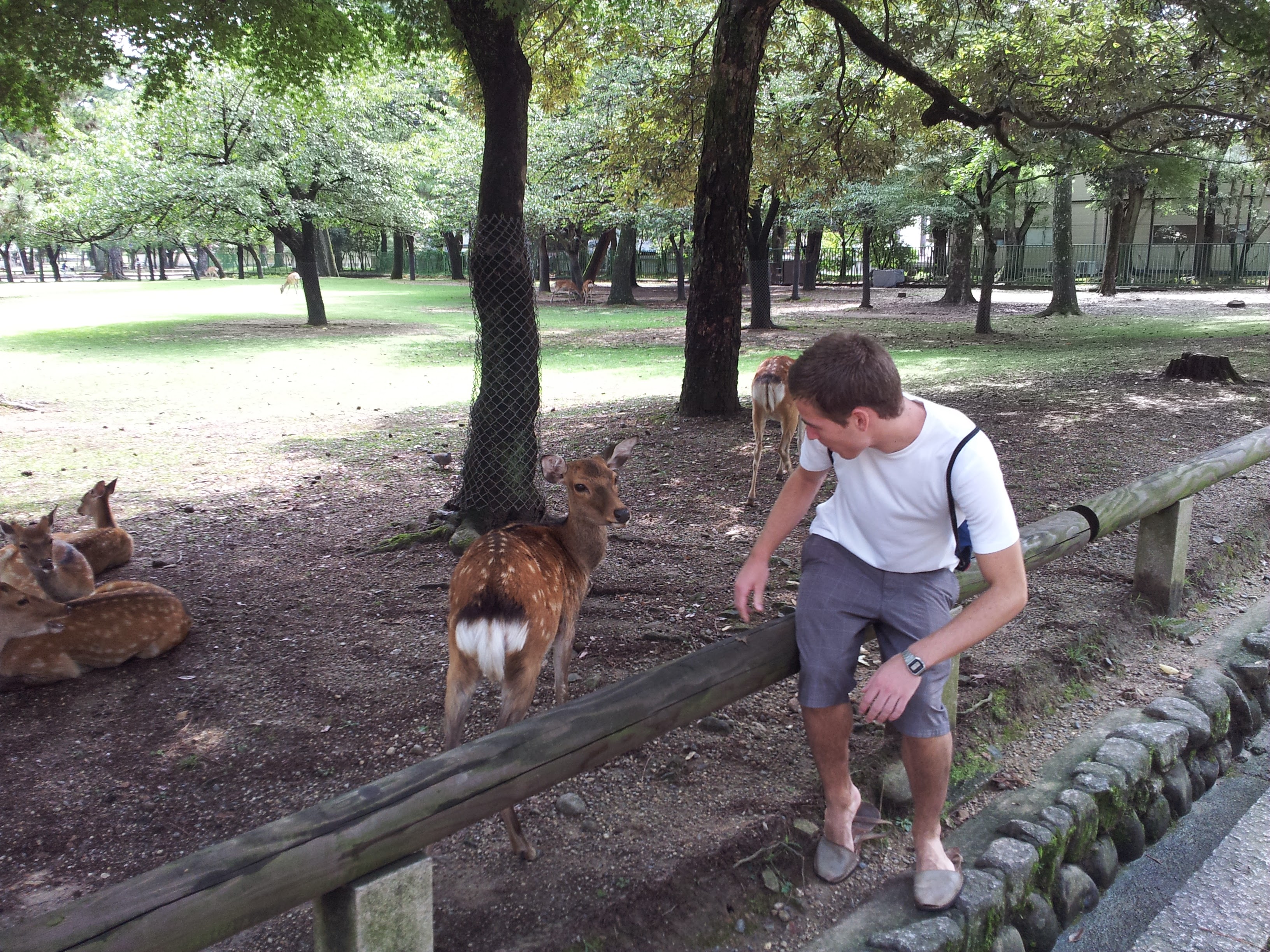 My brother with Nara Park's deer — they roam freely and know exactly when you're carrying crackers