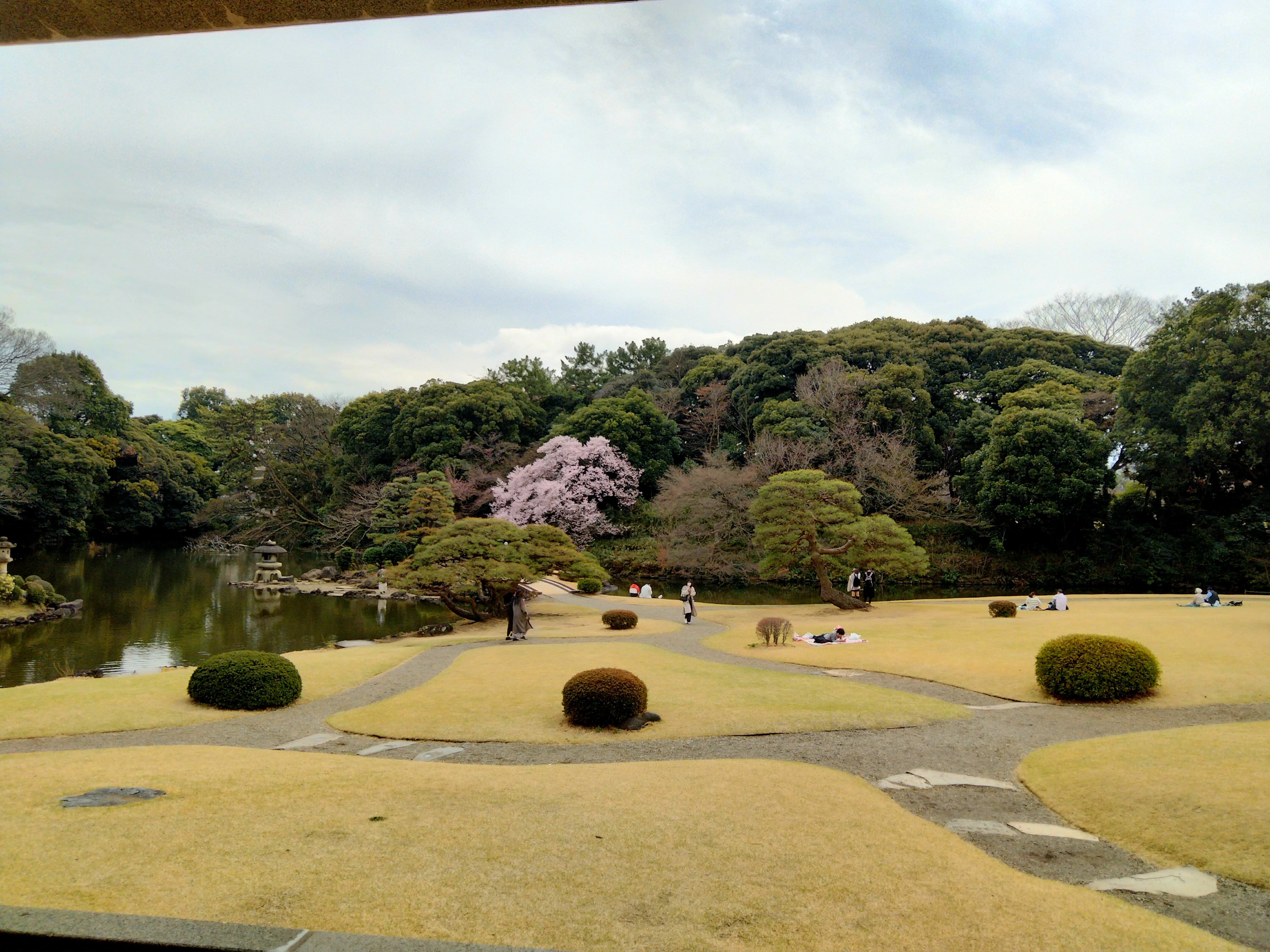 The Japanese garden at Shinjuku Gyoen in early spring: pond, shaped pines, stone lanterns and a cherry tree in the background